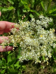 Filipendula vulgaris