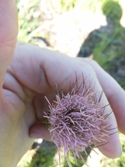 Cirsium lecontei