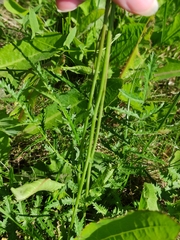 Filipendula vulgaris