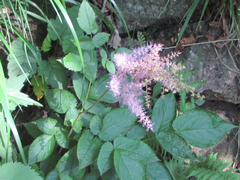 Astilbe rubra