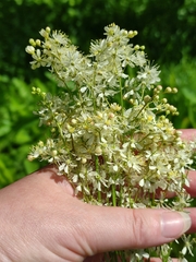 Filipendula vulgaris