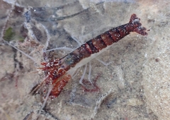 Athanas granti