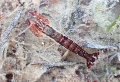 Athanas granti