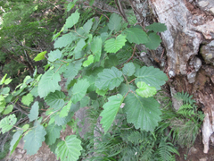 Alnus hirsuta