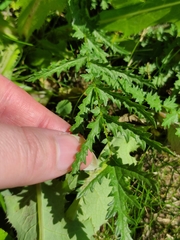 Filipendula vulgaris