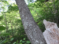 Alnus hirsuta