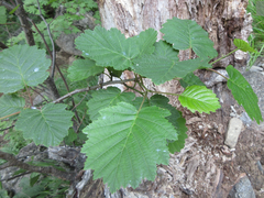 Alnus hirsuta
