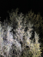 Acacia aneura