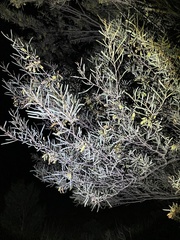 Acacia aneura