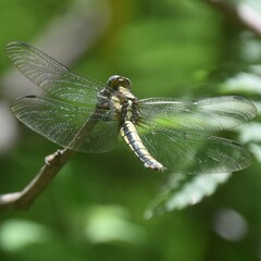 Orthetrum internum