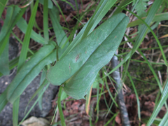 Ixeridium dentatum albiflorum