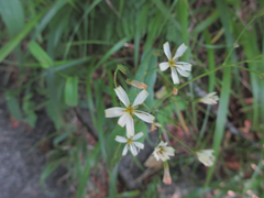 Ixeridium dentatum albiflorum