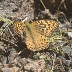 Argynnis kamala