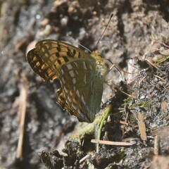 Argynnis kamala
