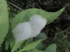 Mesoptyelus nigrifrons