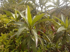 Escallonia pendula