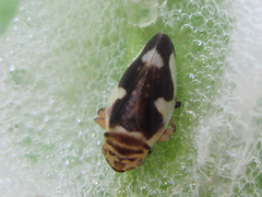 Mesoptyelus nigrifrons