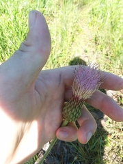 Cirsium lecontei