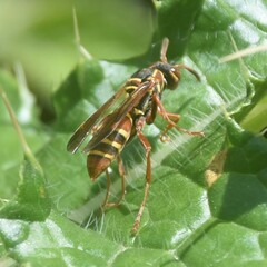Polistes quadricingulatus