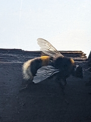 Bombus terrestris
