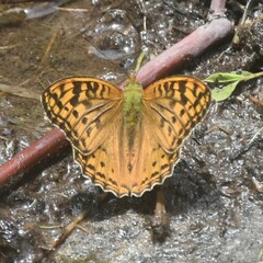 Argynnis kamala