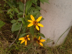 Bidens rubifolia