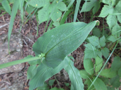 Bupleurum longiradiatum