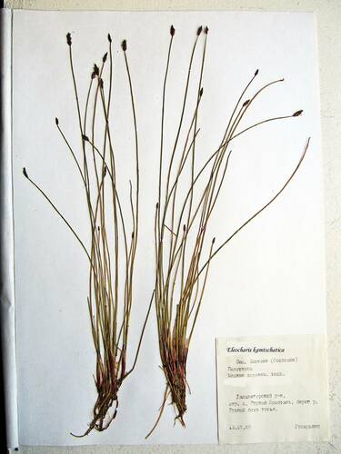 Eleocharis kamtschatica iNat (3)