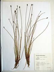 Eleocharis kamtschatica