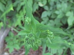 Bupleurum longiradiatum