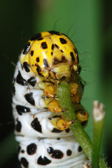 Cucullia scrophulariae