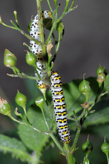 Cucullia scrophulariae
