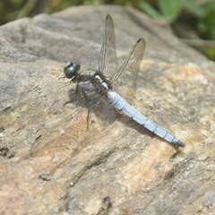 Orthetrum internum