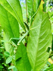 Hierodula membranacea