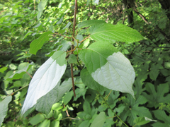 Actinidia kolomikta