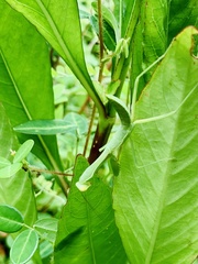 Hierodula membranacea