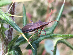 Gelonus tasmanicus