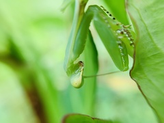 Hierodula membranacea