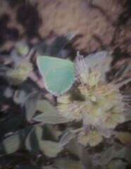 Callophrys affinis