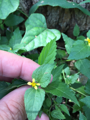 Calyptocarpus vialis