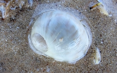 Eunaticina umbilicata