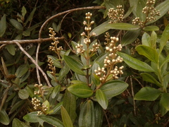 Miconia squamulosa