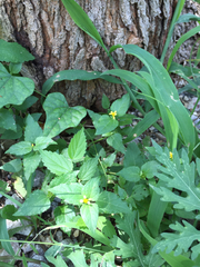 Calyptocarpus vialis