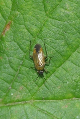 Plagiognathus arbustorum