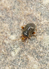 Halticus luteicollis