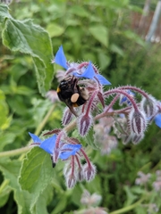 Bombus terrestris