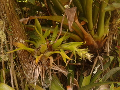 Tillandsia biflora