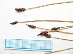 Eleocharis kamtschatica