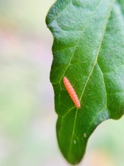 Adoxophyes privatana