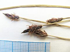 Eleocharis kamtschatica